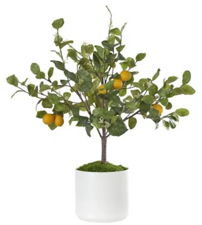 Ndi Lemon Bush, Ceramic Pot, 32wx32dx41h In Green