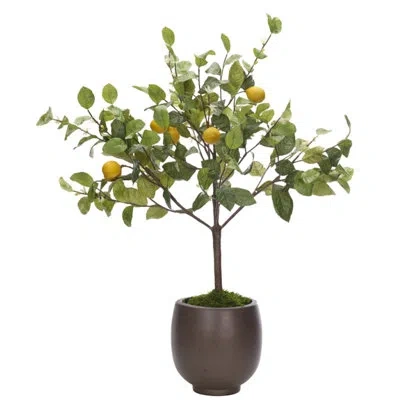 Ndi Lemon Bush, Concrete Pot, 32wx30dx45h In Green