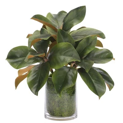 Ndi Magnolia Foliage, Moss Glass Cylinder, 16wx15dx16h In Green