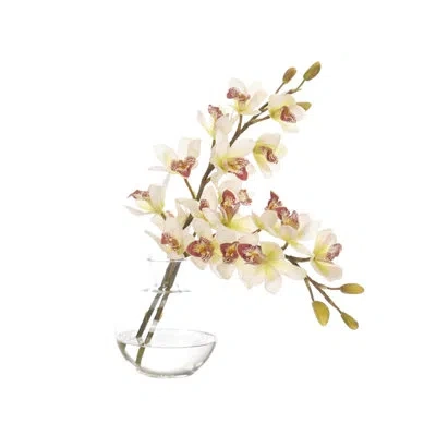 Ndi Orchid Cymb, Cream Green, Glass Bubble, 14wx12dx16h In Multi