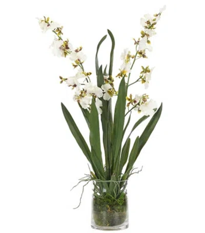 Ndi Orchid Dancing,white,moss Garden,glass Cylinder