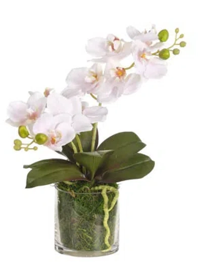 Ndi Orchid Phal, Pink, Moss Glass, 15wx7dx13h