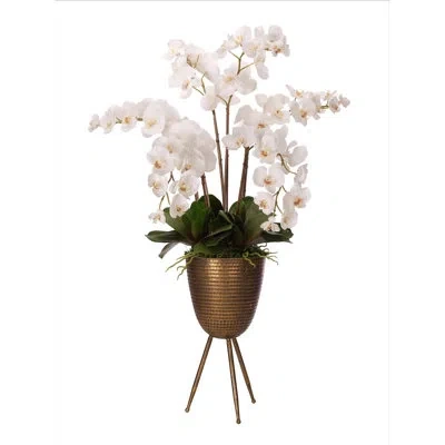 Ndi Orchid Phal, White, Metal Planter In Multi