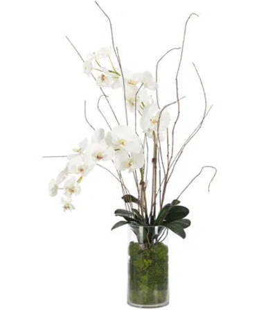 Ndi Orchid Phalaenopsis,white,moss Gardn,glass Cylindr