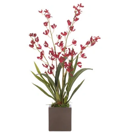 Ndi Orchid Vanda, Red, Concrete Cube, 16wx12dx31h