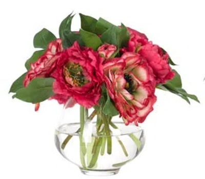 Ndi Ranunculus, Fuchsia, Glass Vase, 9wx8dx7h In Pink