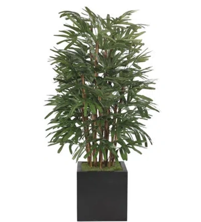 Ndi Raphis Palm, Cube Planter Black, 42wx46dx6'h In Green