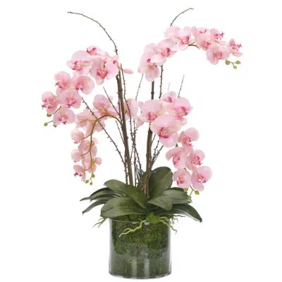 Ndi Real-touch Orchid Phalaenopsis, Pink, Moss Glass Cylinder, 2