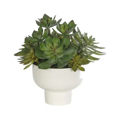 Ndi Succulent, Gray Green, Footed Ceramic Bowl