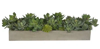 Ndi Succulent, Green, Planter Concrete Finish, 39wx14dx9h