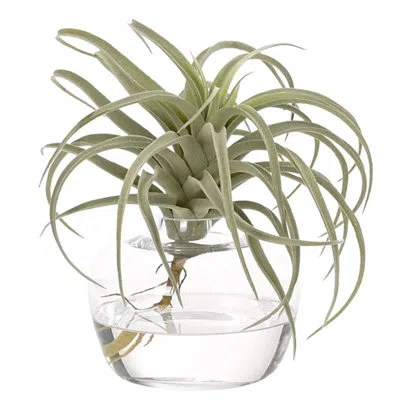 Ndi Tillandsia, Green Grey, Glass Ginger Vase In Multi