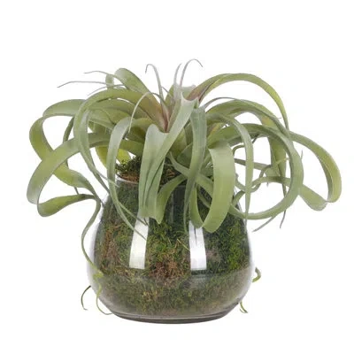 Ndi Tillandsia, Green Pink, Moss Garden, Glass Vase, 13wx13dx10h In Multi