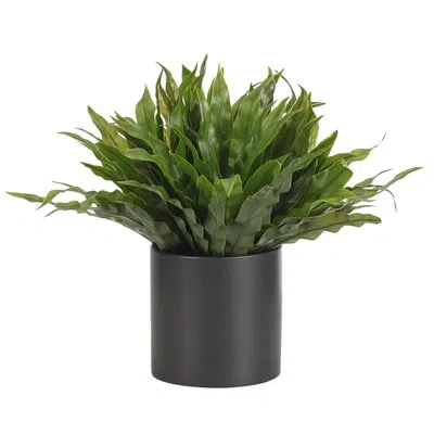 Ndi Uv Rated | Fern Birdnest, Ceramic Pot, 12wx12dx10h In Green