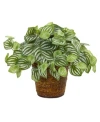 Nearly Natural 13" Watermelon Peperomia Artificial Plant In Basket Real Touch In Green