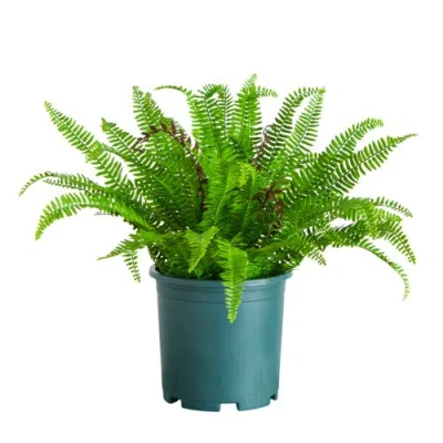 Nearly Natural 23-in Uv Resistant Artificial Real Touch Boston Fern Plant In Green
