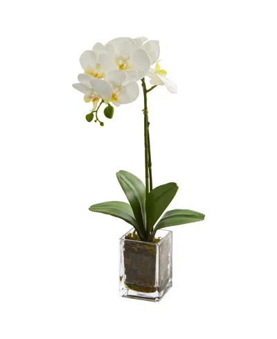 Nearly Natural Orchid Phalaenopsis Artificial Arrangement In Vase In Cream