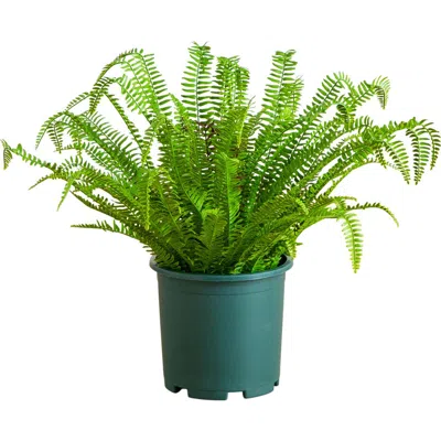 Nearly Natural 27-in Uv Resistant Artificial Real Touch Boston Fern Plant In Green