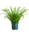 Nearly Natural 3ft Uv-resistant Artificial Boston Fern Plant With Real Touch  Leaves (indoor/outdoor In Green