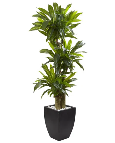 NEARLY NATURAL NEARLY NATURAL 5.5FT CORN STALK DRACAENA WITH BLACK WASH PLANTER