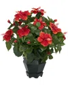 NEARLY NATURAL NEARLY NATURAL HIBISCUS WITH BLACK HEXAGON VASE SILK PLANT