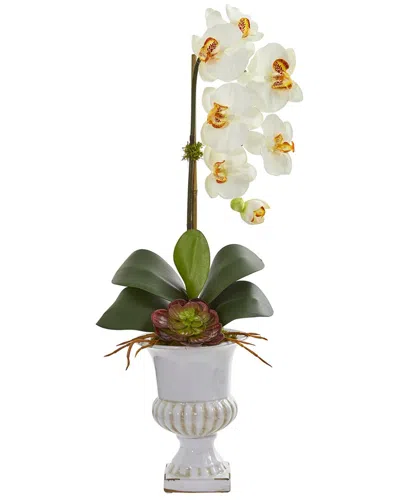 Nearly Natural Phalaenopsis Orchid & Succulent Artificial Arrangement In Urn In Cream