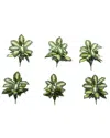 Nearly Natural Set Of 6 Artificial Golden Dieffenbachia Plants In Green