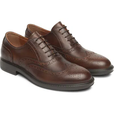 Nerogiardini Wingtip Oxford In Brown