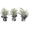 Northlight Mini Frosted Pine Artificial Christmas Trees In Multi