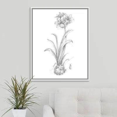Novogratz 'bloom Sketches Ii' By The  - Drawing Print On Canvas In White Floater Frame