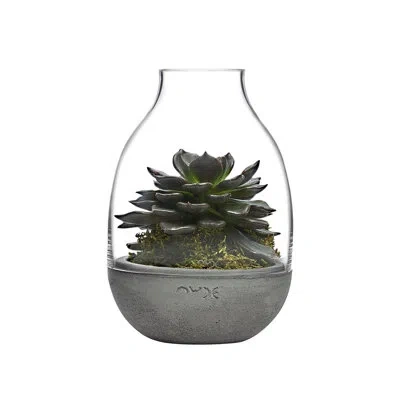 Nude Eden Clear Lead Free Crystal Terrarium In Clear;clear