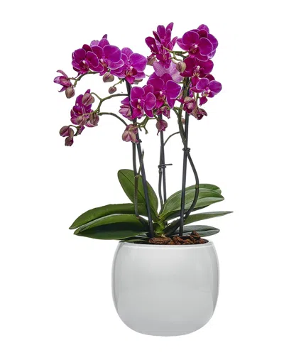 Nude Glass Mono Vase In Multi