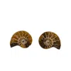 Oanasavu.creations Women's Gold / Brown Rare Tiny Ammonite Fossil & Gold Stud Earrings In Multi