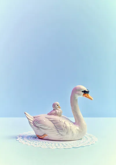Ornament Art Blue / White Baby Swan, Blue Mood Giclée Photo Print