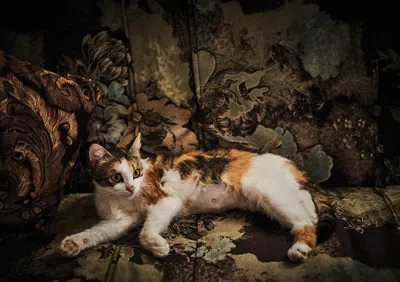 Ornament Art Brown Nana's Cat Giclée Photo Print