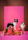 Ornament Art Pink / Purple / Brown Goggle Eyed Dogs, Pink Giclée Photo Print
