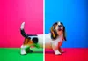 Ornament Art Sausage Split Bright Pair Of Giclée Photo Prints