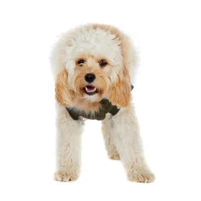 Pajar Zeus Pup Mix Media Parka With Fur Trim Hood In Green