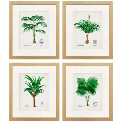 Paragon Antique Palm 18"w X 21"h Framed Art - Set Of 4 In Multi