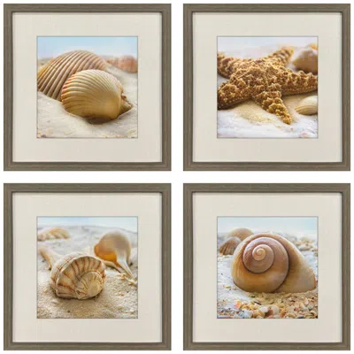 Paragon Beachy Shells 20"w X 20"h Coastal Framed Art Set Of 4
