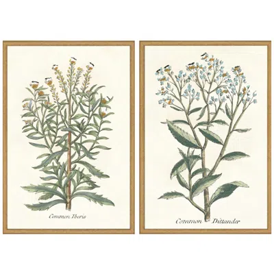 Paragon Botanical Plants I 21"w X 31"h Framed Art Set Of 2 In Brown
