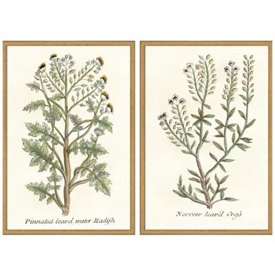 Paragon Botanical Plants Ii 21"w X 31"h Framed Art Set Of 2 In Multi