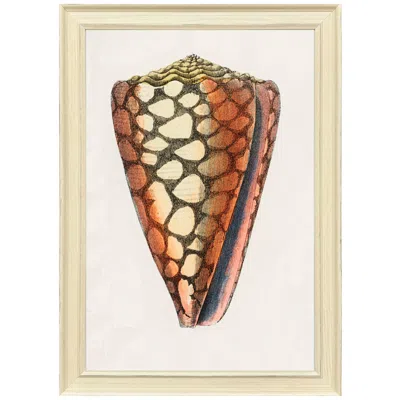 Paragon Conch Study I 24"w X 34"h Framed Art
