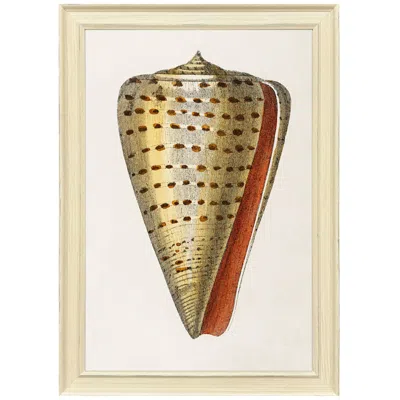 Paragon Conch Study Ii 24"w X 34"h Framed Art
