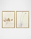 Paragon Decors Floral Trace Ii Framed Giclees, Set Of 2