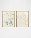 Paragon Decors Floral Trace Iii Framed Giclees, Set Of 2