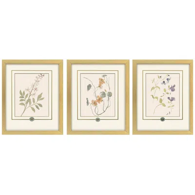 Paragon Garden Study I 15"w X 18"h Framed Art - Set Of 3 In Gold