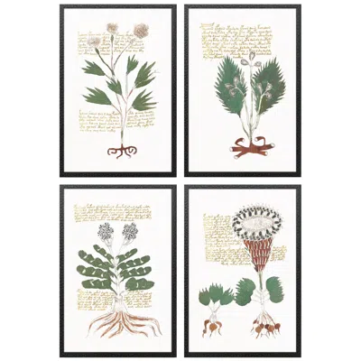 Paragon Magical Botany 17"w X 25"h Framed Wall Art Set Of 4