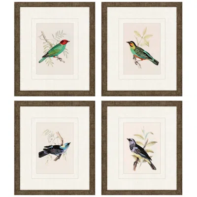 Paragon On Perch Ii 11"w X 13"h Framed Art Set Of 4 In Multi