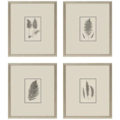 Paragon Petite Ferns 14" High 4-piece Giclee Framed Wall Art Set