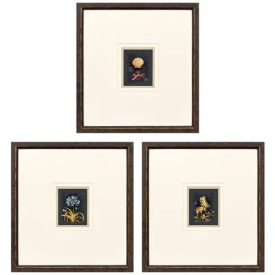 Paragon Petite Wonders Iii 16"w X 17"h Framed Art - Set Of 3 In Multi
